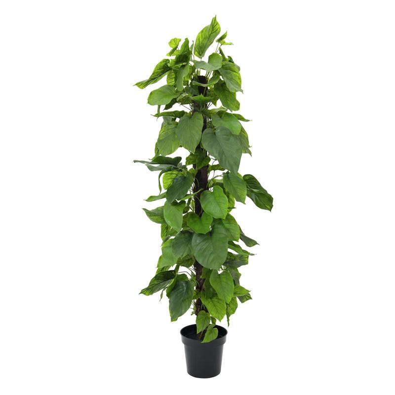 Rastlina Pothos 180cm EUROPALMS