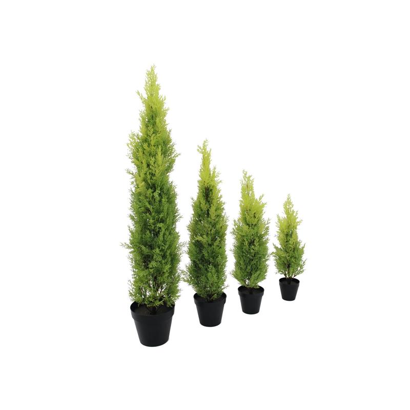 Cypress Leyland 60cm EUROPALMS