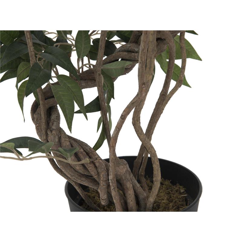 EUROPALMS Ficus multiple spiral trunk, 130cm