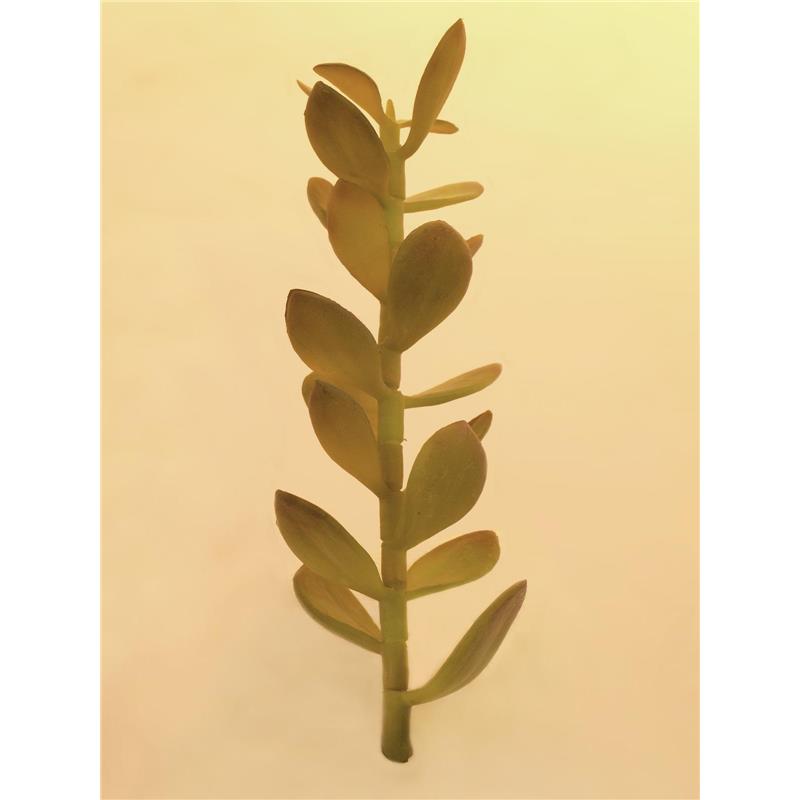 EUROPALMS Money tree shoot, 30cm