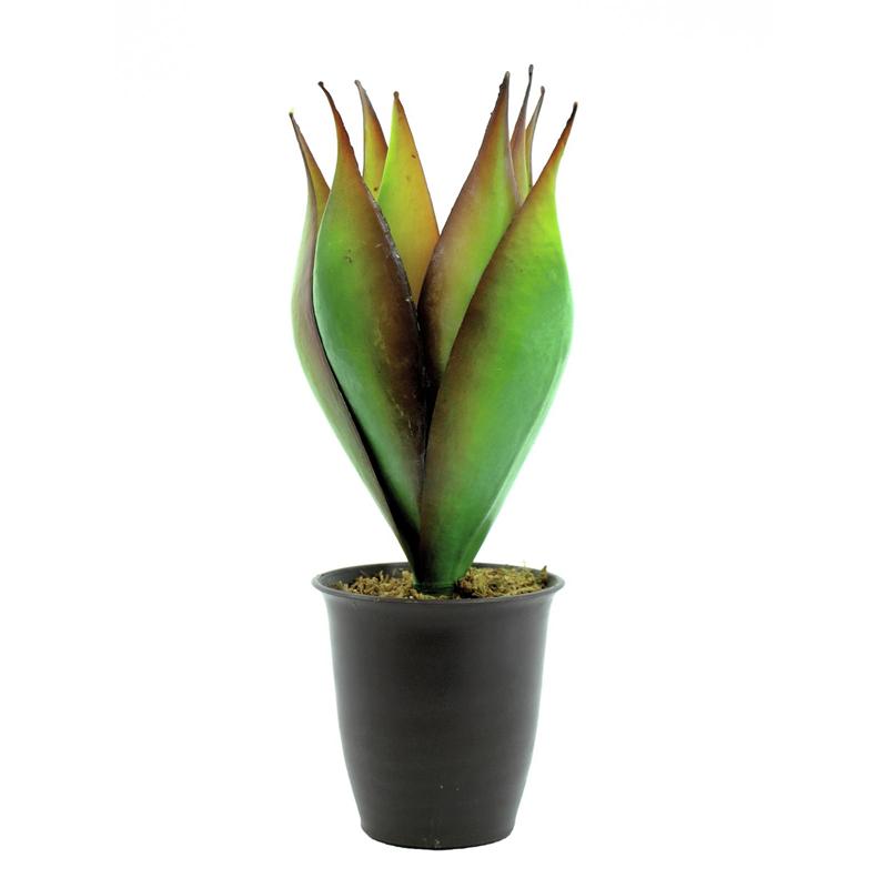 EUROPALMS Lotus plant, 34cm