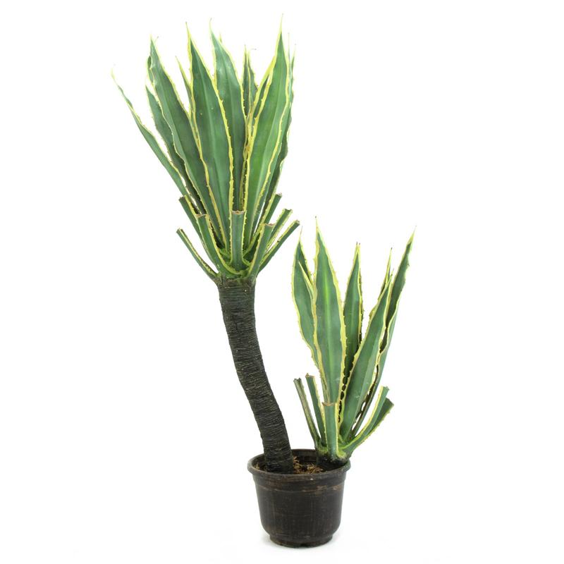 EUROPALMS Orchid-Cactus, 160cm