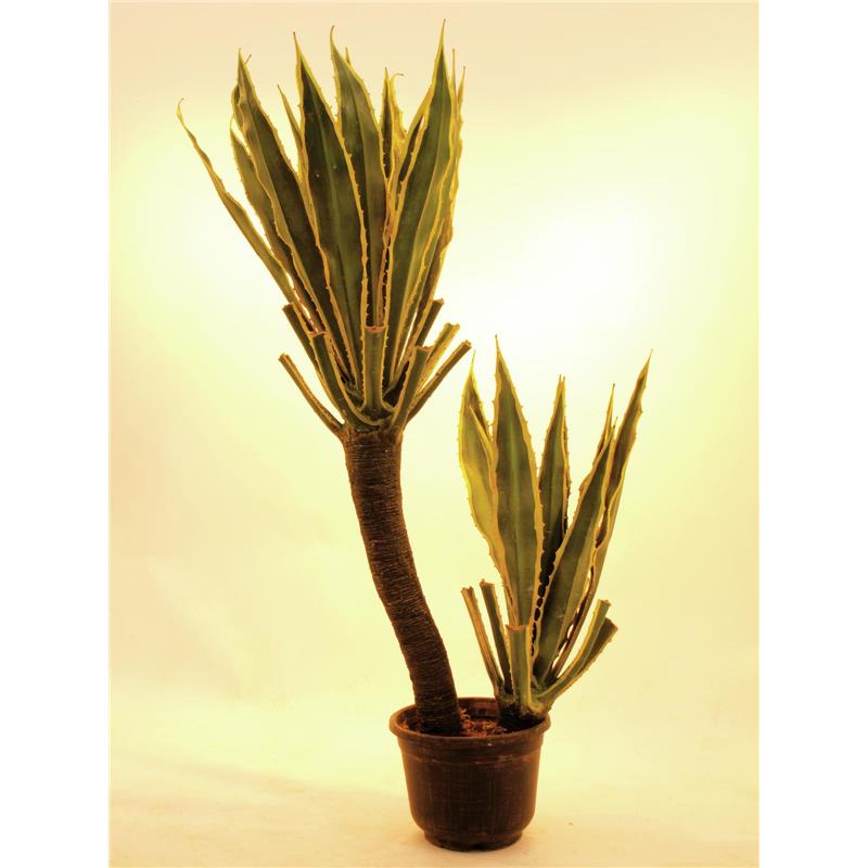 EUROPALMS Orchid-Cactus, 160cm