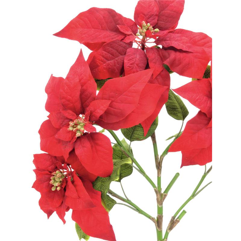 EUROPALMS Poinsettia bush, red, 60cm