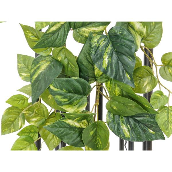 Pothos grm iz grla MAXI 90cm EUROPALMS