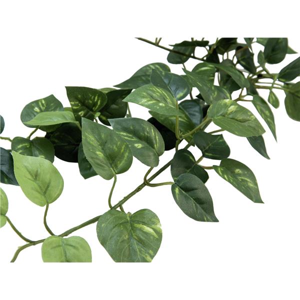 EUROPALMS Pothos Bush Tendril Classic, 70cm