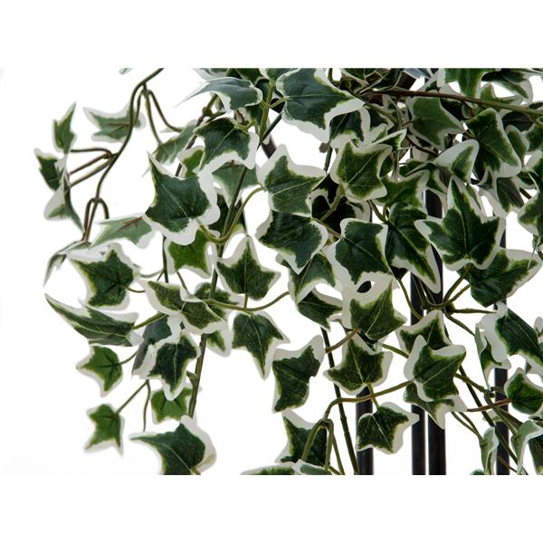 Holland Ivy Bush Tendril Classic 60cm EUROPALMS