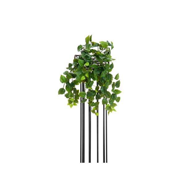 Philodendron Bush Premium 50cm EUROPALMS
