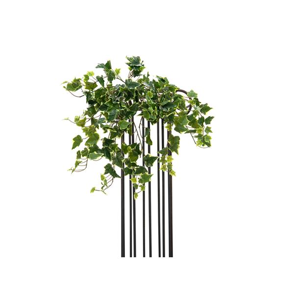 EUROPALMS Hollan Ivy Bush, Premium, 50cm