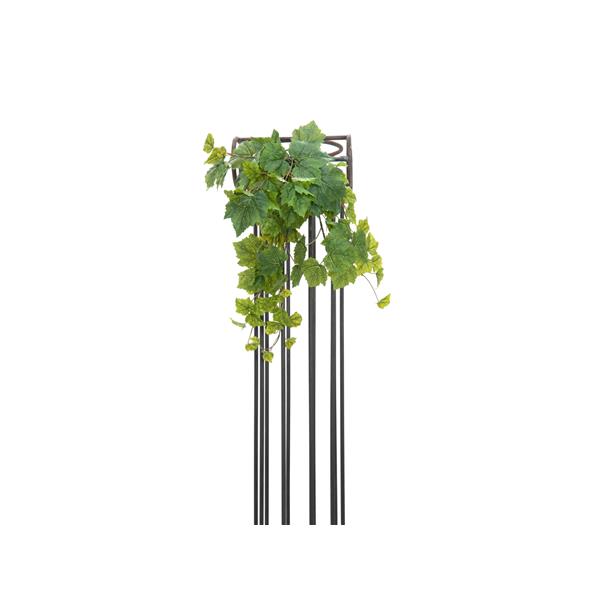 EUROPALMS Grape Bush, Premium, 50cm