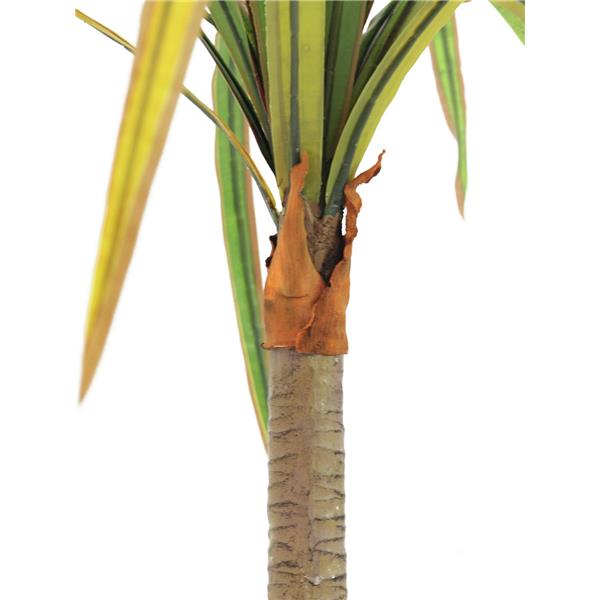 EUROPALMS Dracena, red-green, 170cm