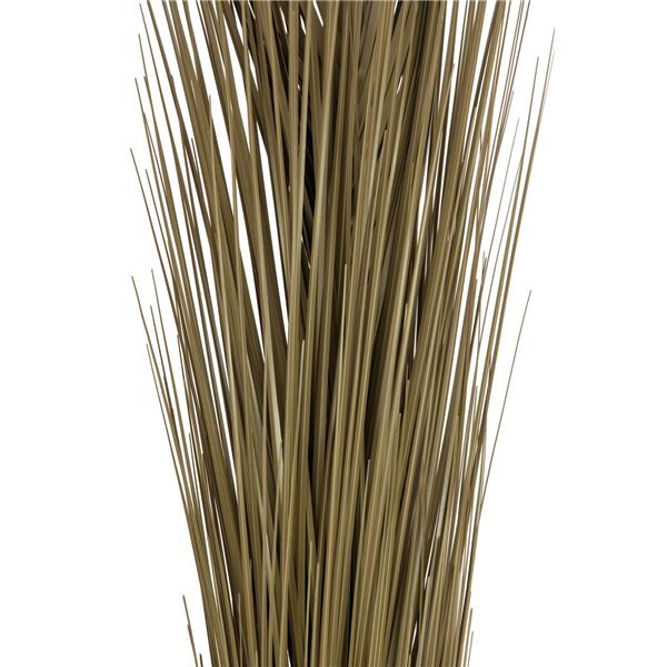 EUROPALMS Reed grass, khaki, 127cm