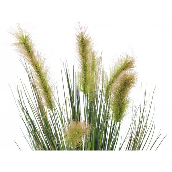 EUROPALMS Moor-grass in pot, 60cm