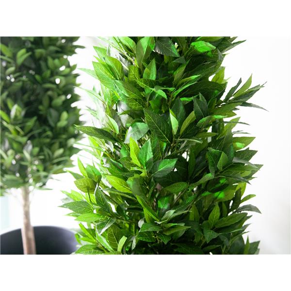 EUROPALMS Laurel Cone Tree, 150cm