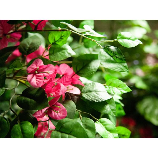 EUROPALMS Bougainvillea, red, 150cm