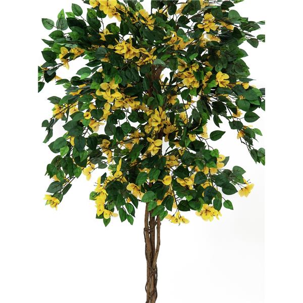 EUROPALMS Bougainvillea, yellow, 180cm