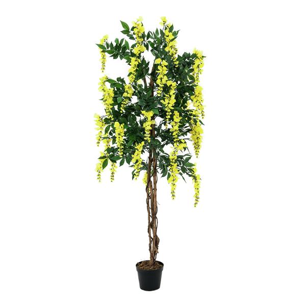 EUROPALMS Wisteria, yellow, 150cm