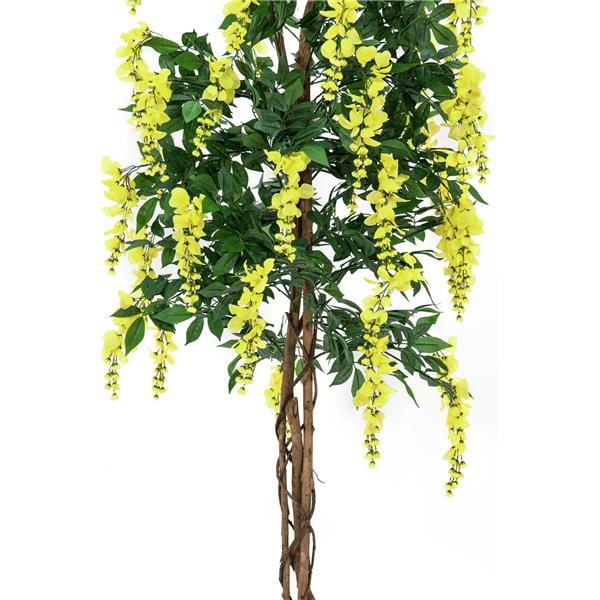 EUROPALMS Wisteria, yellow, 150cm