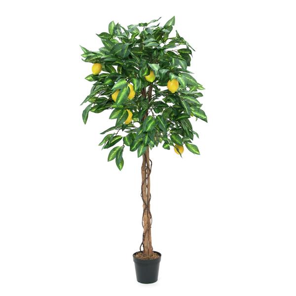 Limonsko drevo 150cm EUROPALMS