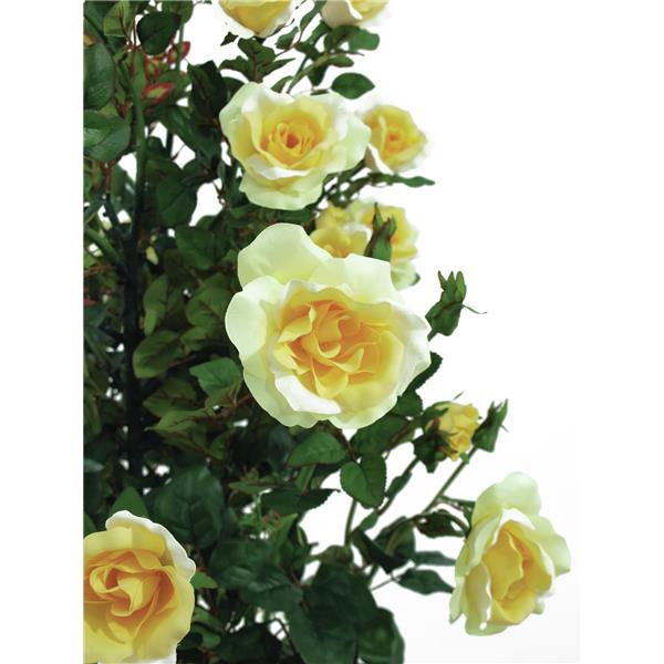 EUROPALMS Rose shrub, light-yellow, 140cm
