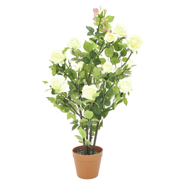 EUROPALMS Rose shrub, cream, 86cm