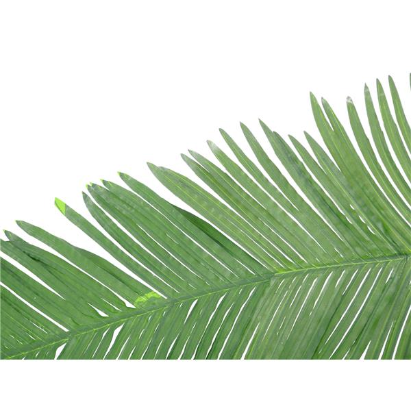 Veja kokosov Kingpalm 180cm EUROPALMS