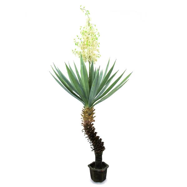 Yucca palma s cvetovi 222cm EUROPALMS