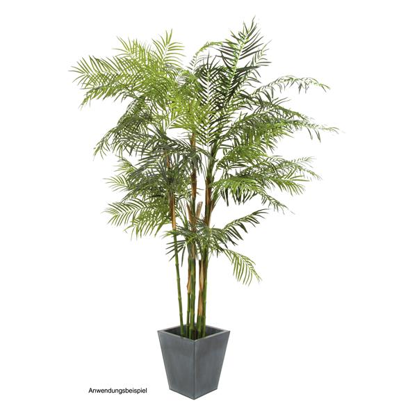 EUROPALMS Cycas Tube Palm, 280cm