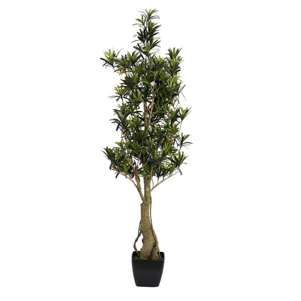 EUROPALMS Podocarpus tree, 115cm