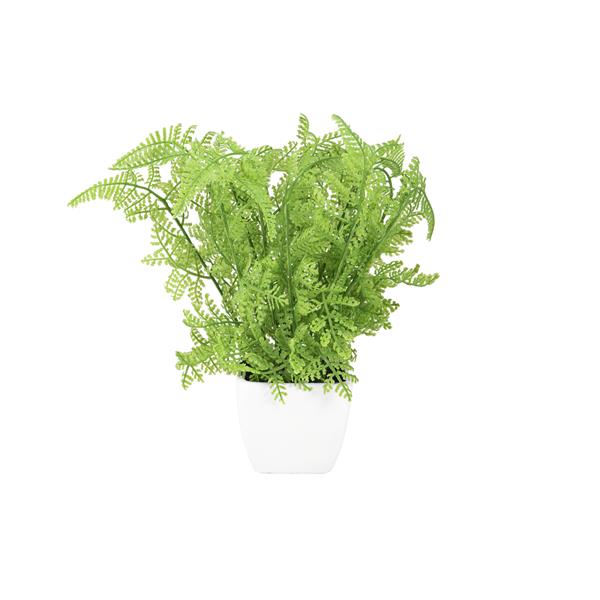 EUROPALMS Forest fern in pot, 25 cm