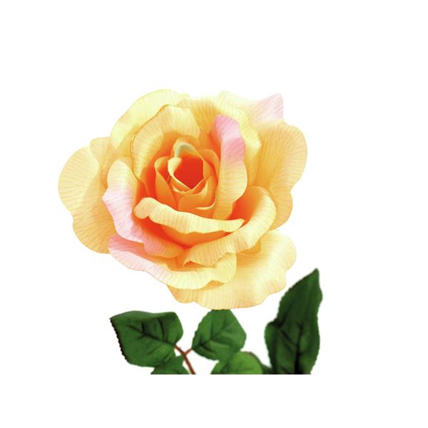 EUROPALMS Rose, creme