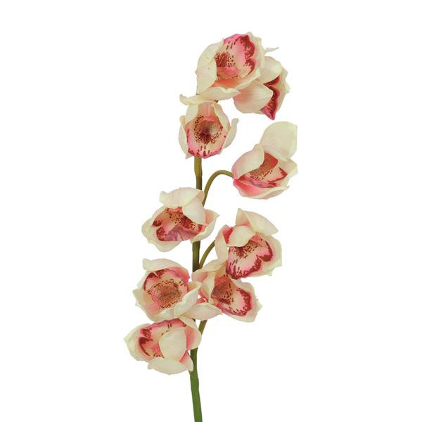 Cymbidium Vejica kremno-roza 90cm EUROPALMS