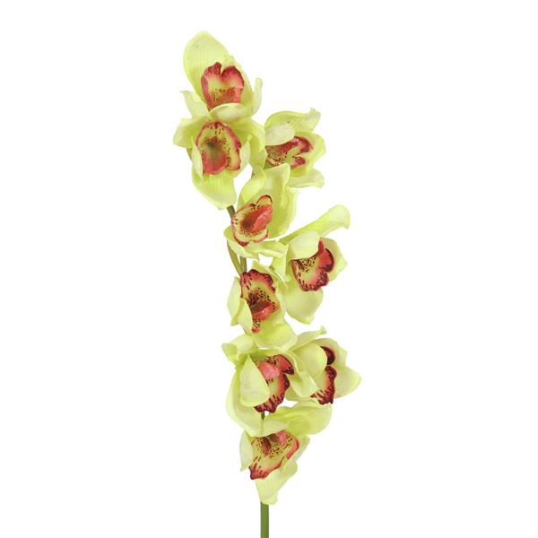 EUROPALMS Cymbidium spray, green, 90cm