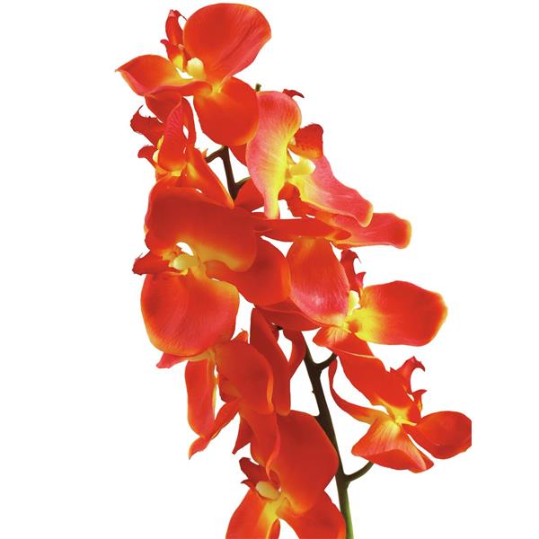 Orhidejski Vejica oranžen 70cm EUROPALMS