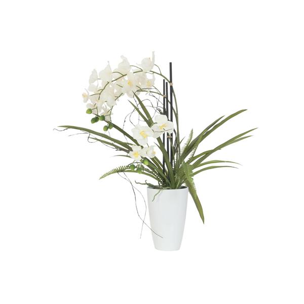 EUROPALMS Orchid arrangement 2