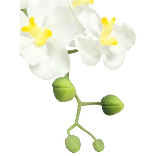 Aranžma orhideje 2 EUROPALMS