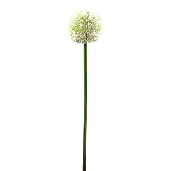 Allium Vejica krema 5,5cm EUROPALMS