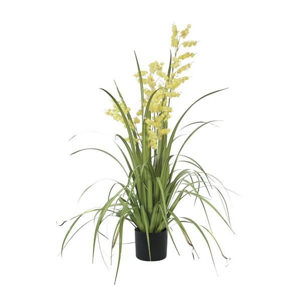 EUROPALMS Bellflower, yellow, 105cm