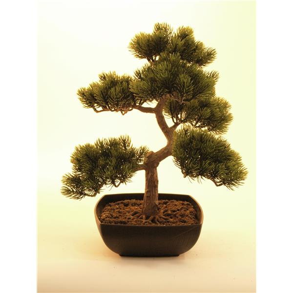 EUROPALMS Pine bonsai, 50cm