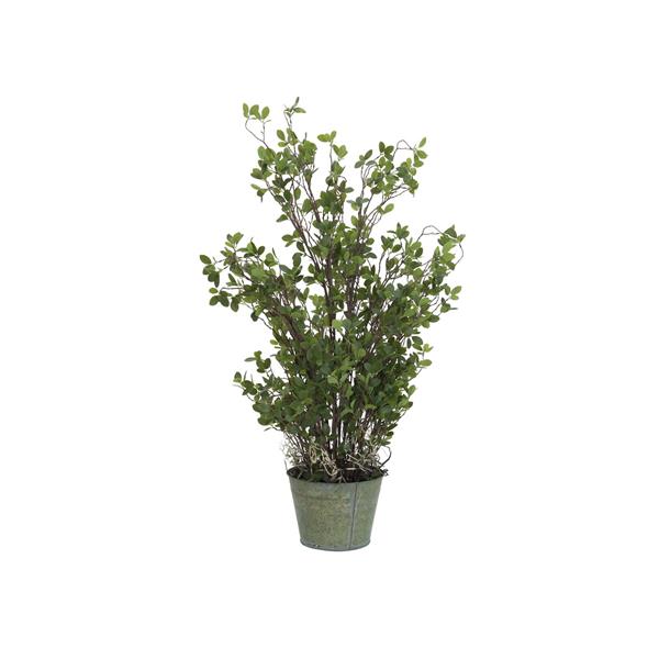 EUROPALMS Evergreen shrub 120cm