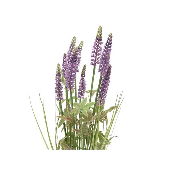 EUROPALMS Lavender grass, 46cm