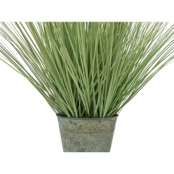 EUROPALMS Ornamental blooming grass, 70cm