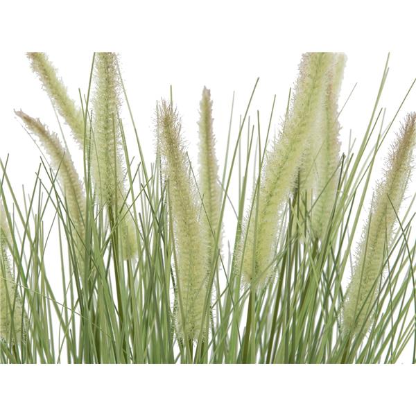 EUROPALMS Ornamental blooming grass, 70cm