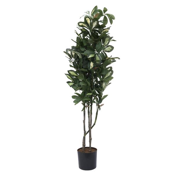 Schefflera 90cm EUROPALMS