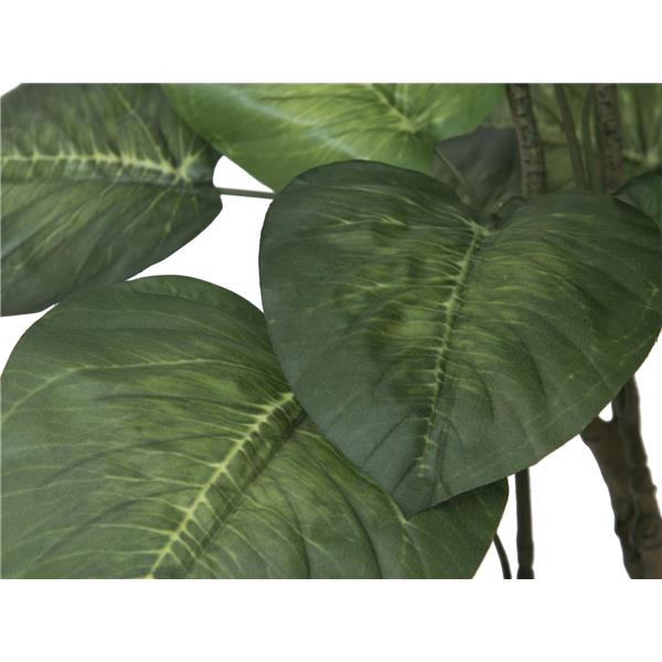 EUROPALMS Pothos tree, 150cm