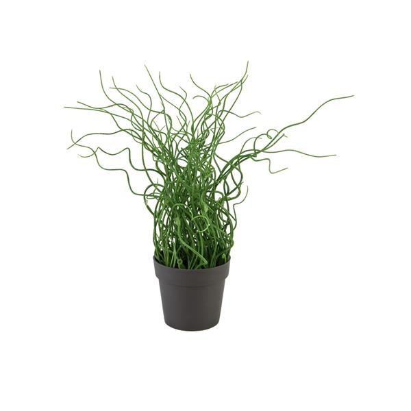 EUROPALMS Corkscrew grass in brown pot, PE, 38cm