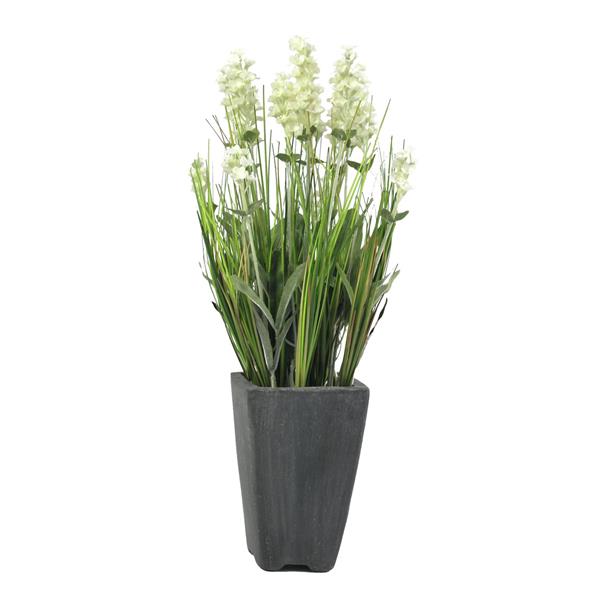 EUROPALMS Lavender, cream, in pot, 45cm