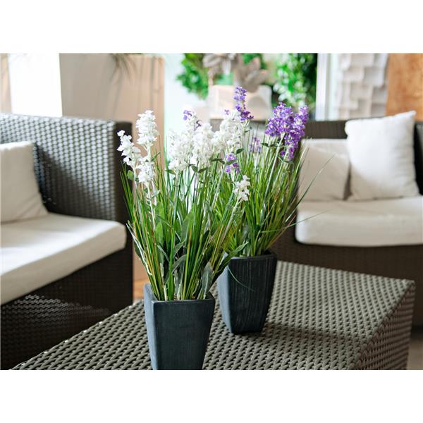 EUROPALMS Lavender, cream, in pot, 45cm