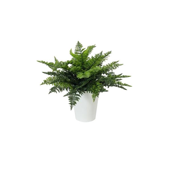 EUROPALMS Fern bush in pot, 51 leaves, 48cm