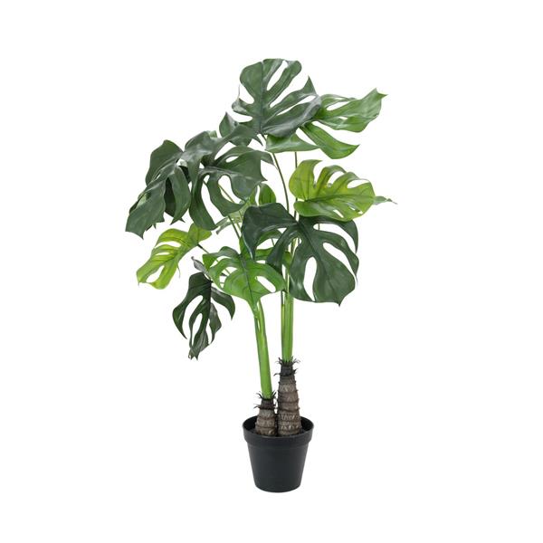 Monstera deliciosa 90cm EUROPALMS